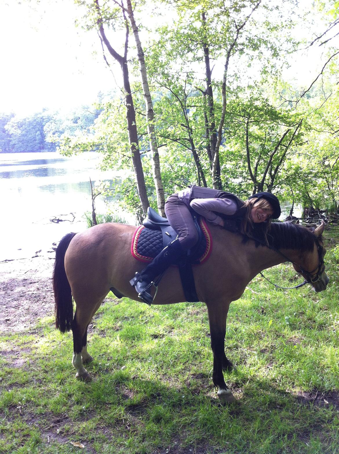 Welsh Partbred (Sec F) Tivall - Skovtur billede 17