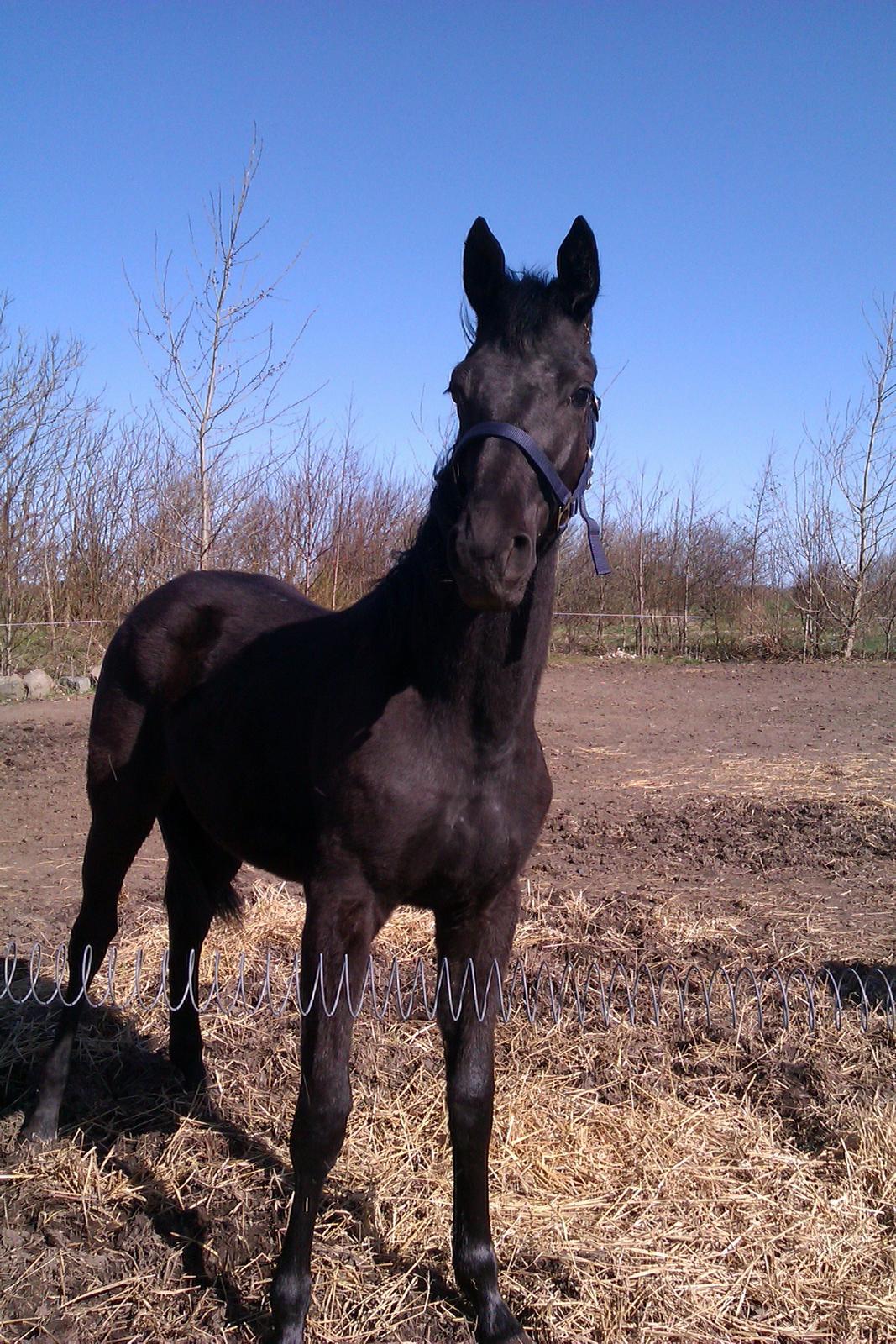 Oldenborg Smilla Af Sulsted - Smilla et par dage efter ankomst på Østerdovergaard billede 1