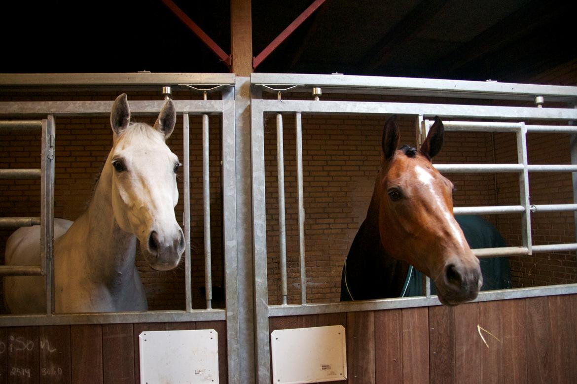 Trakehner Hilfiger - Hilfiger til stævne med Vincelli. Han gjorde det rigtig godt i LA4'eren billede 12