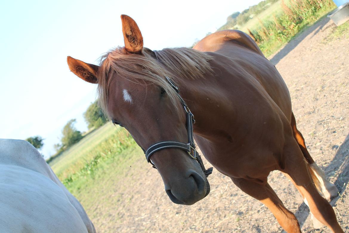 Anden særlig race Eligance billede 1