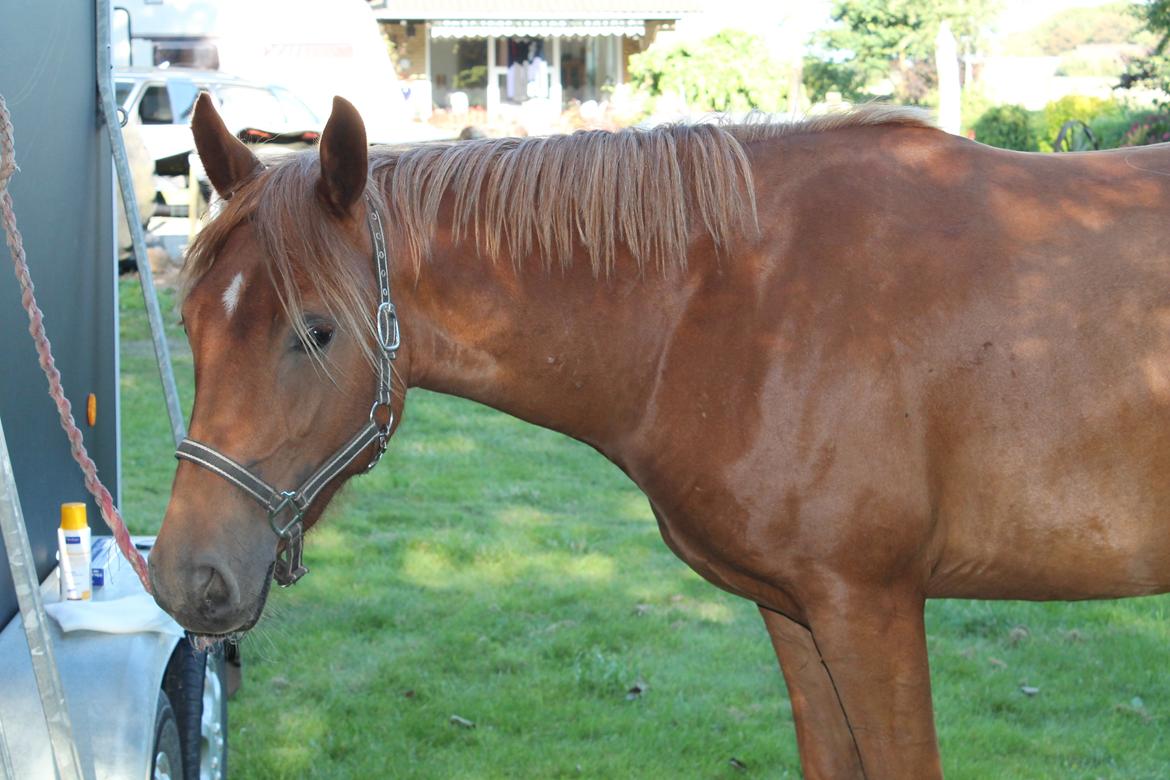 Anden særlig race Eligance billede 4