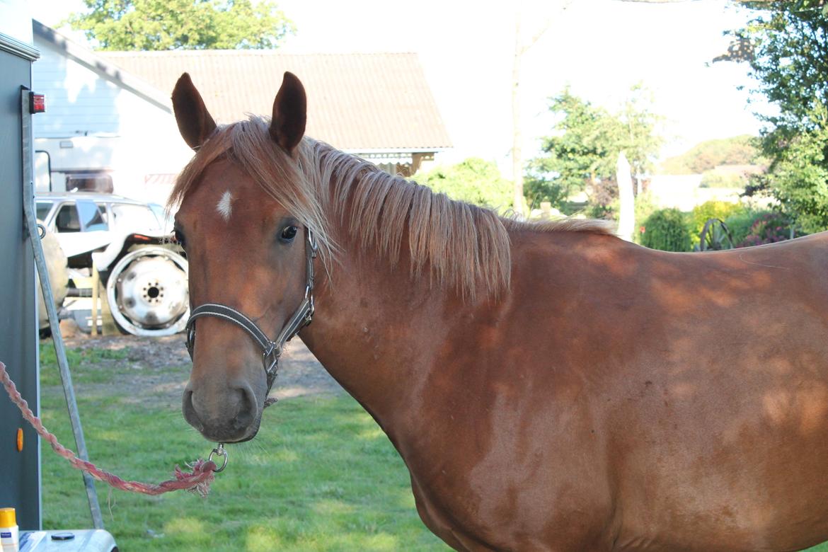 Anden særlig race Eligance billede 5