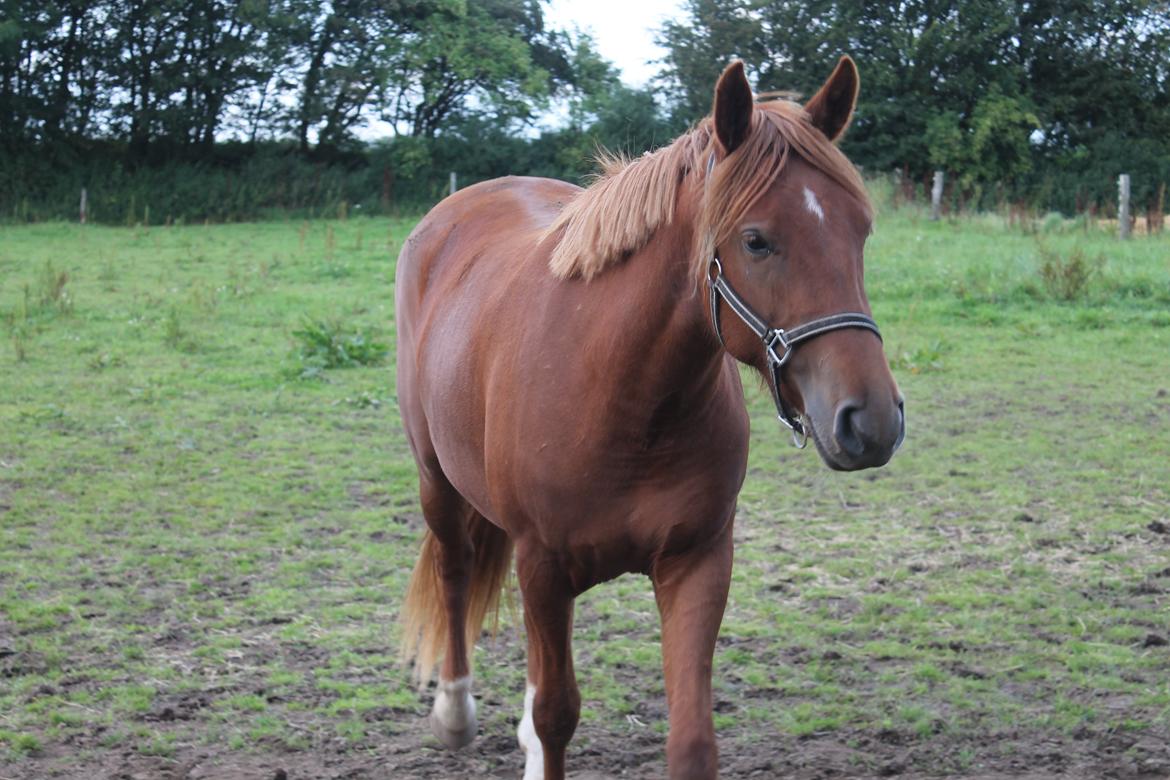 Anden særlig race Eligance billede 6