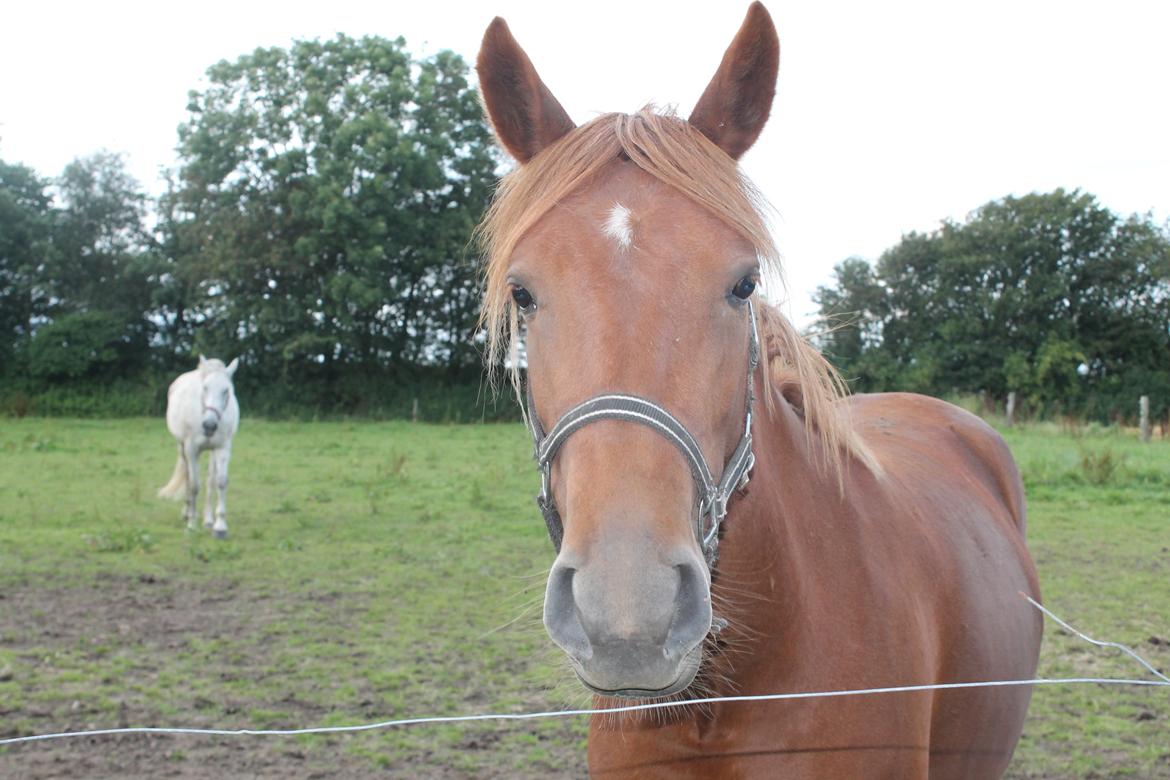 Anden særlig race Eligance billede 7