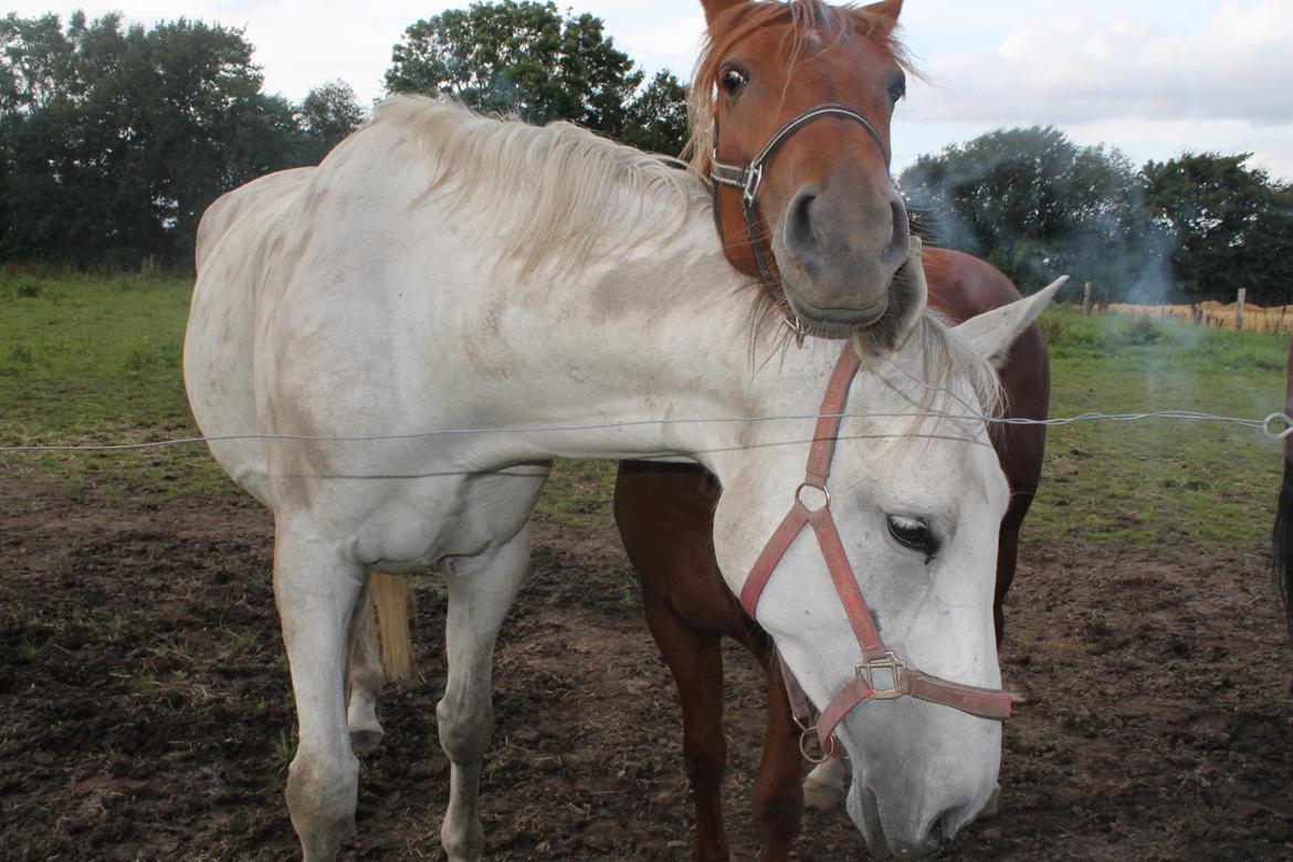 Anden særlig race Eligance billede 8