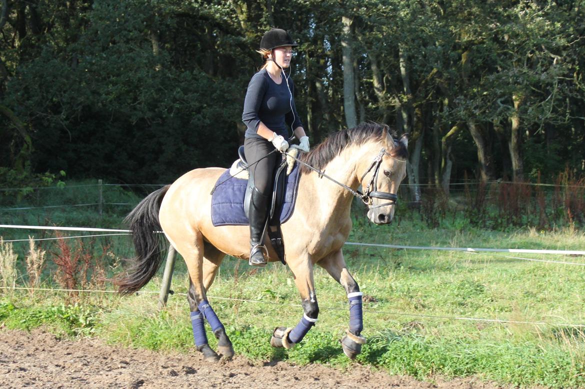 Anden særlig race Assenhøj's Bellezza billede 9