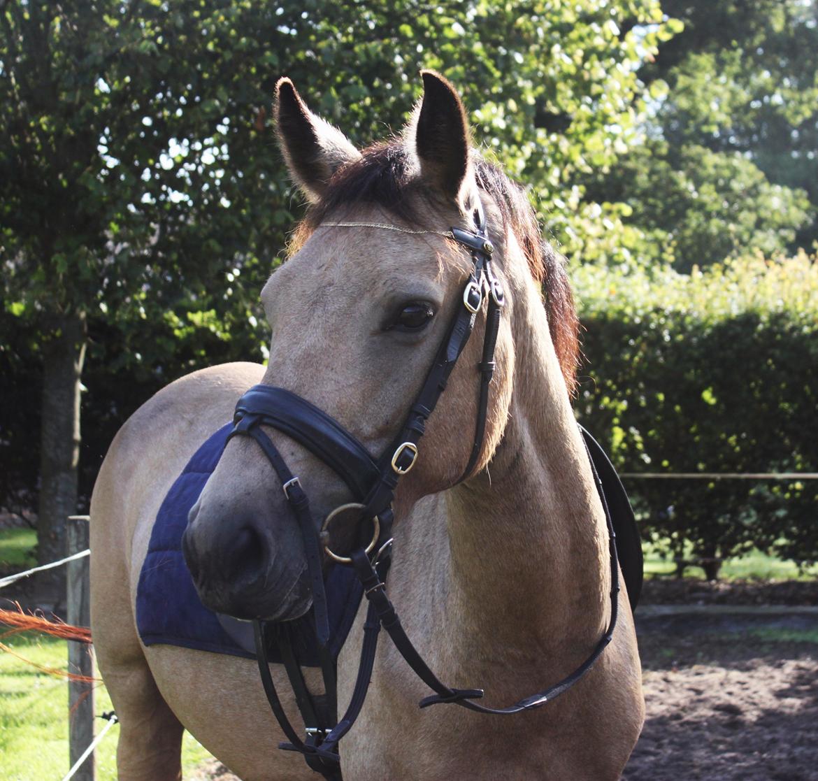 Anden særlig race Assenhøj's Bellezza billede 15