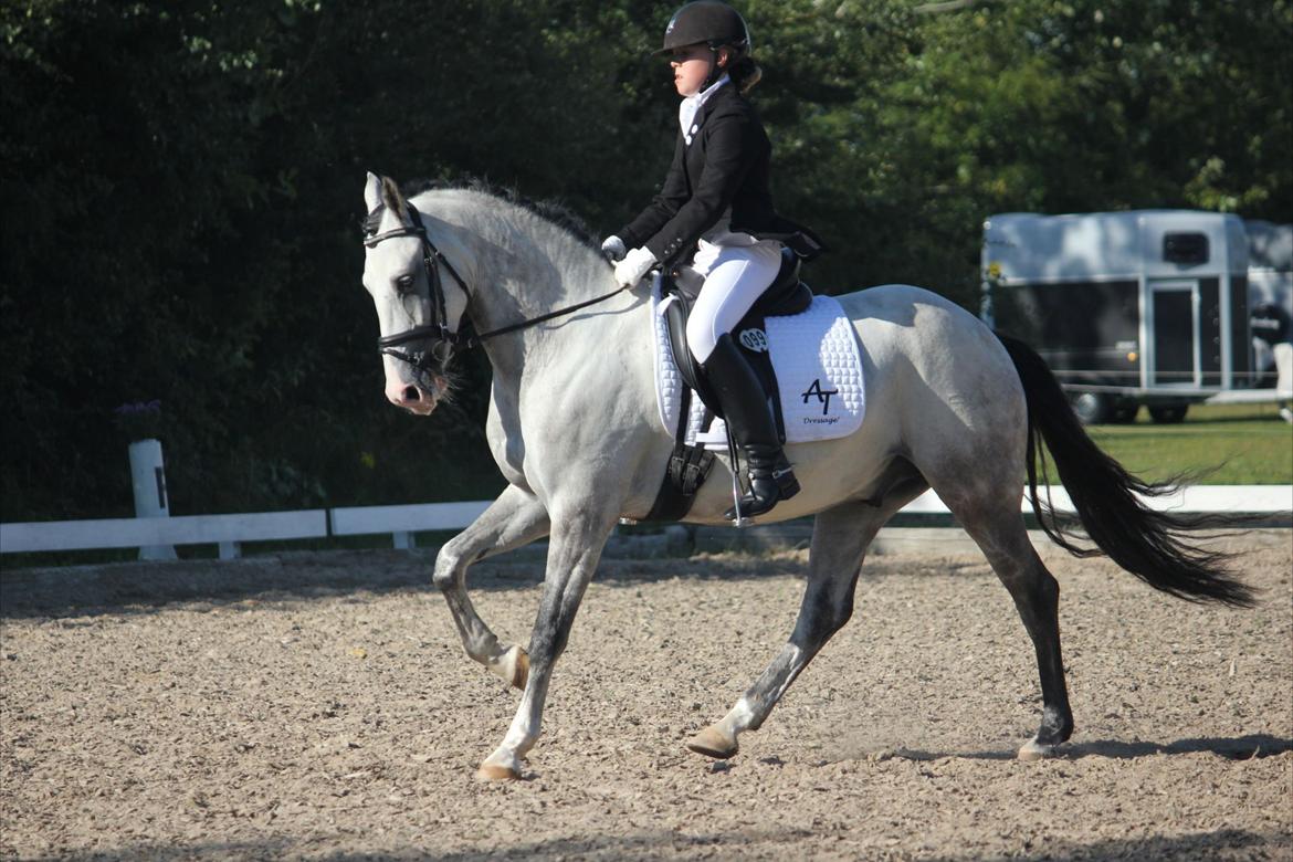 Anden særlig race Steendiek's Monte Nara (A-pony) - LA4 i Bording 
Aug 2012
Fotograf Kirsten Lassen billede 4