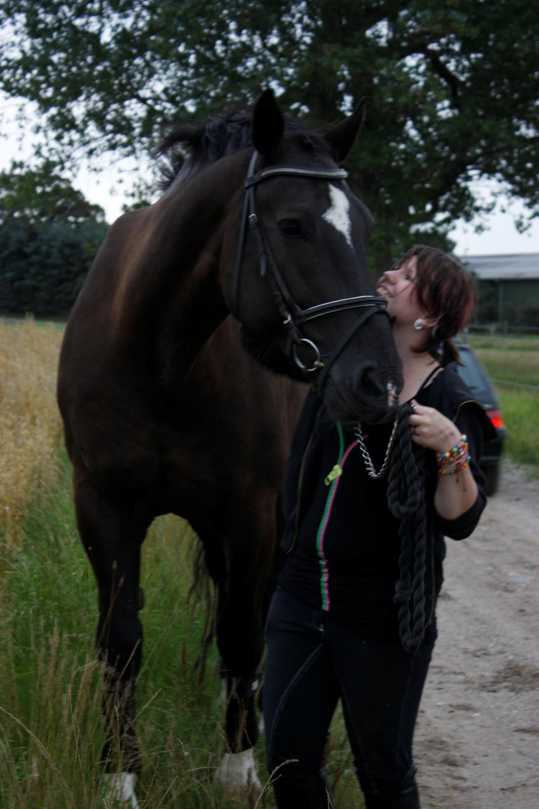 Schweres Warmblut Gero - Åhh :* Har forelsket mig i den hest!! :* 
d.28.08.12 - Thea billede 18
