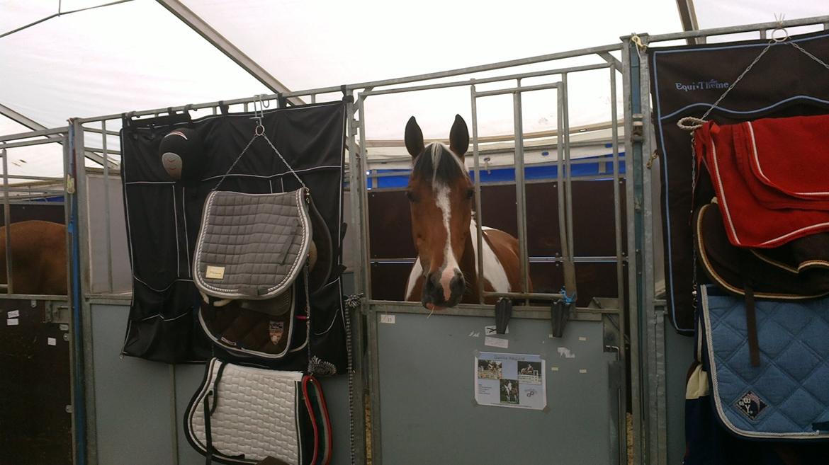 Pinto QUINTO HØJGÅRD  *STJERNE* - Hans hyggelige plads i teltstalden til Jysk Rideuge 2012 billede 19