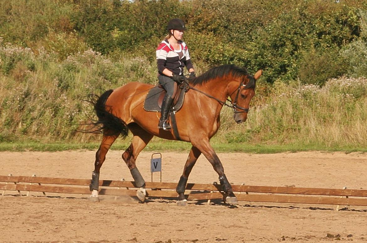 Dansk Varmblod - Lacoste [HIMMEL HEST] - 14) Dressur undervisning d. 27/08-2012   billede 14