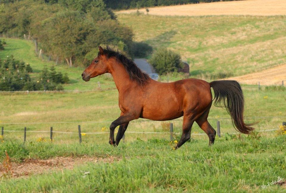 Anden særlig race Sani Cheval - Sani d. 29/8-12 billede 20