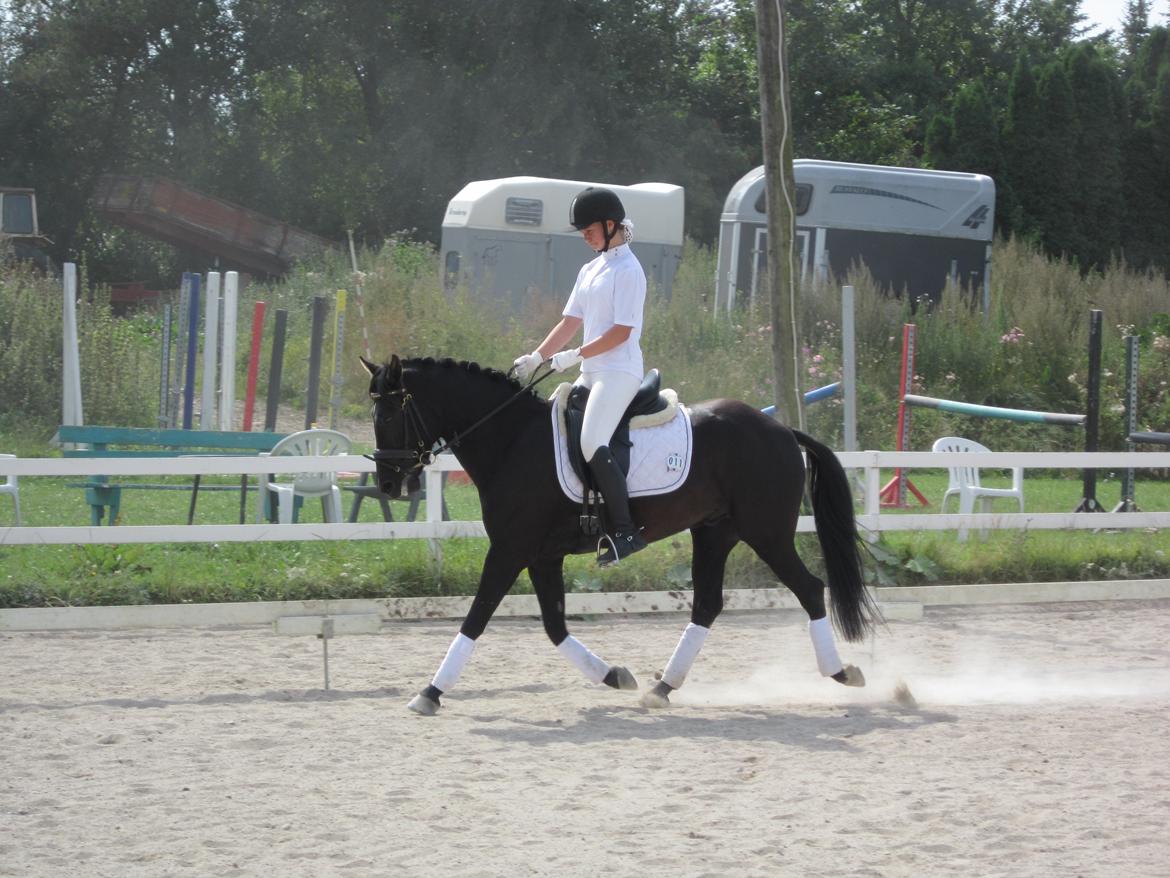 New Forest Calandias Avalanche (Caval) - Vestervang 19. august 2012 i 30 graders varme, men alligevel en god tur billede 14