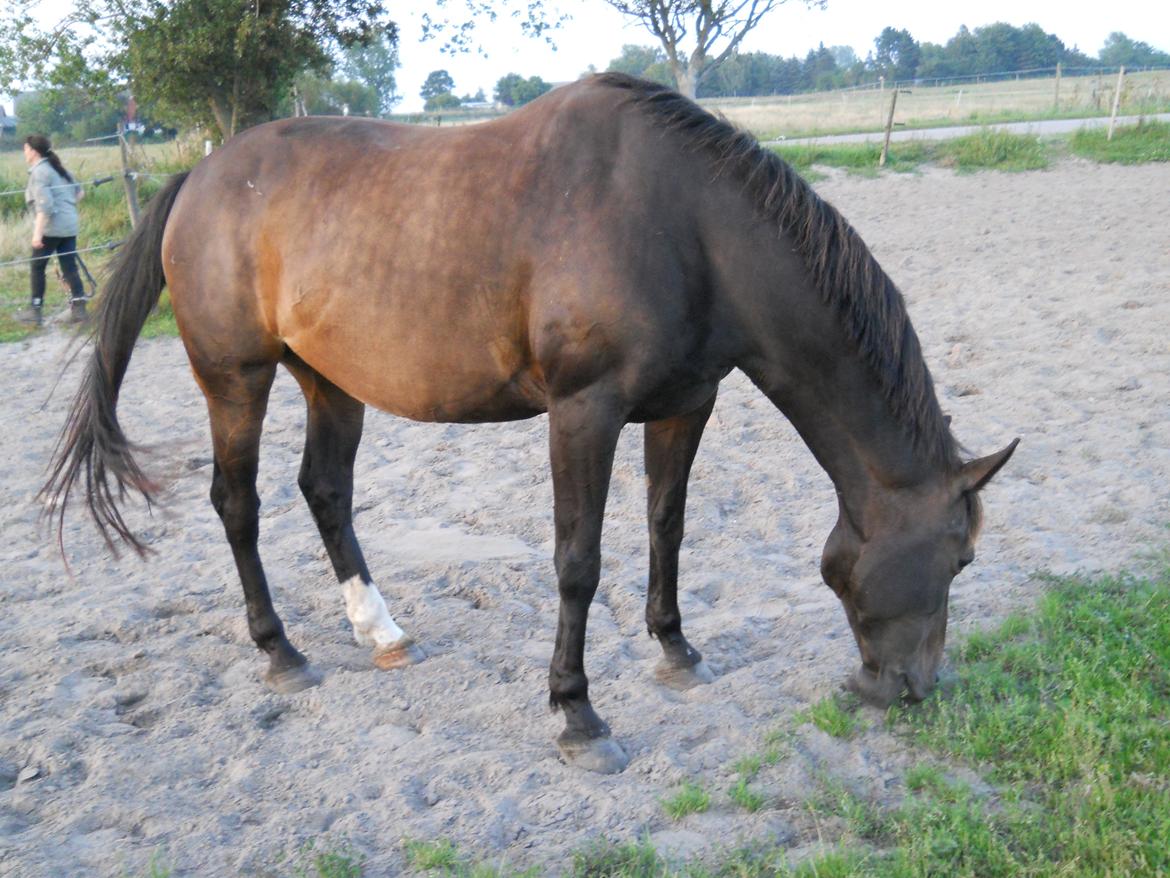 Dansk Varmblod Nygaards Michado - fine micha. dejligt sommerfed billede 11