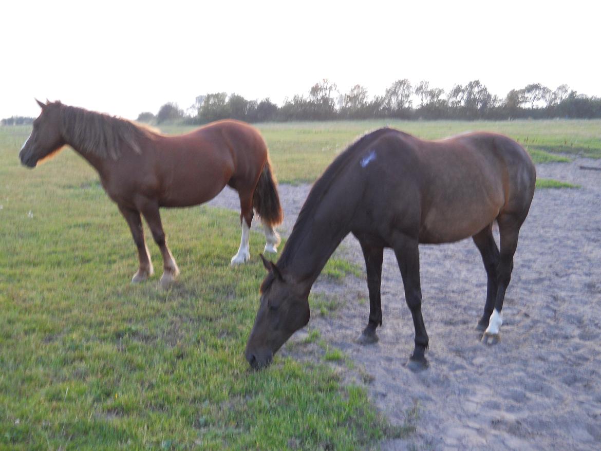 Dansk Varmblod Nygaards Michado - damerne hygger lige efter en stille ridetur billede 29