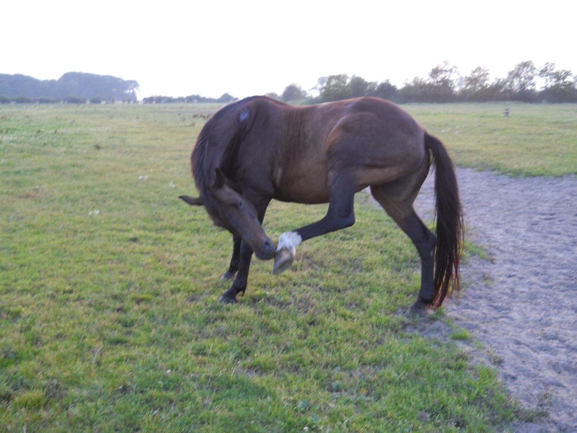Dansk Varmblod Nygaards Michado - smidig ?  billede 13