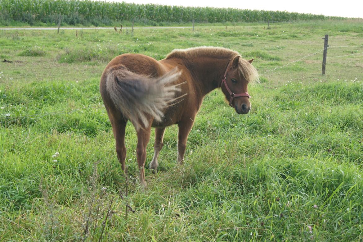 Shetlænder Jasmin >>SOLGT<< billede 15