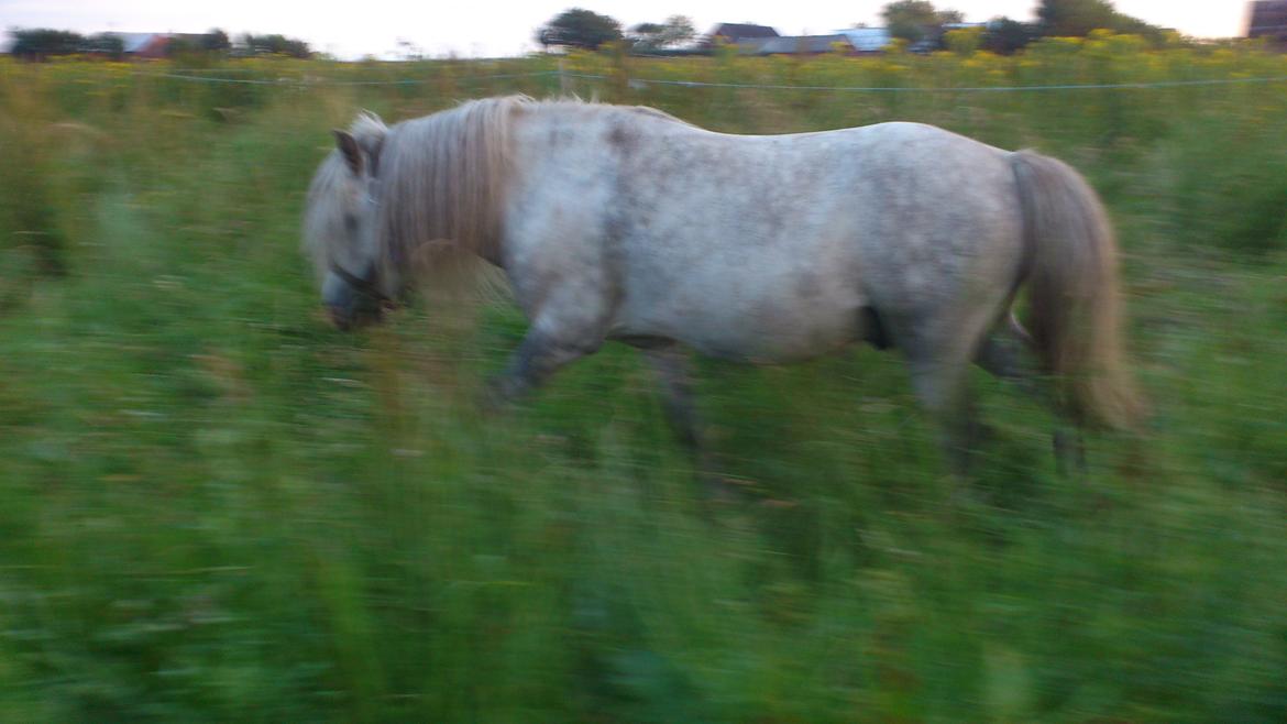 Welsh Mountain (sec A) Prins Valentin (Lille Gut) - Sommerfold med lækkert græs! billede 20