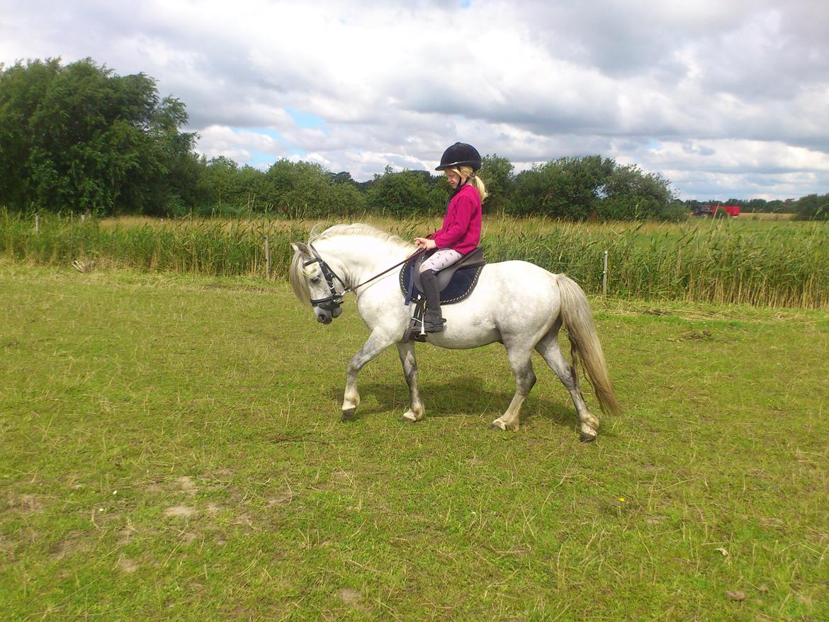 Welsh Mountain (sec A) Prins Valentin (Lille Gut) - Et lækkert par! billede 21