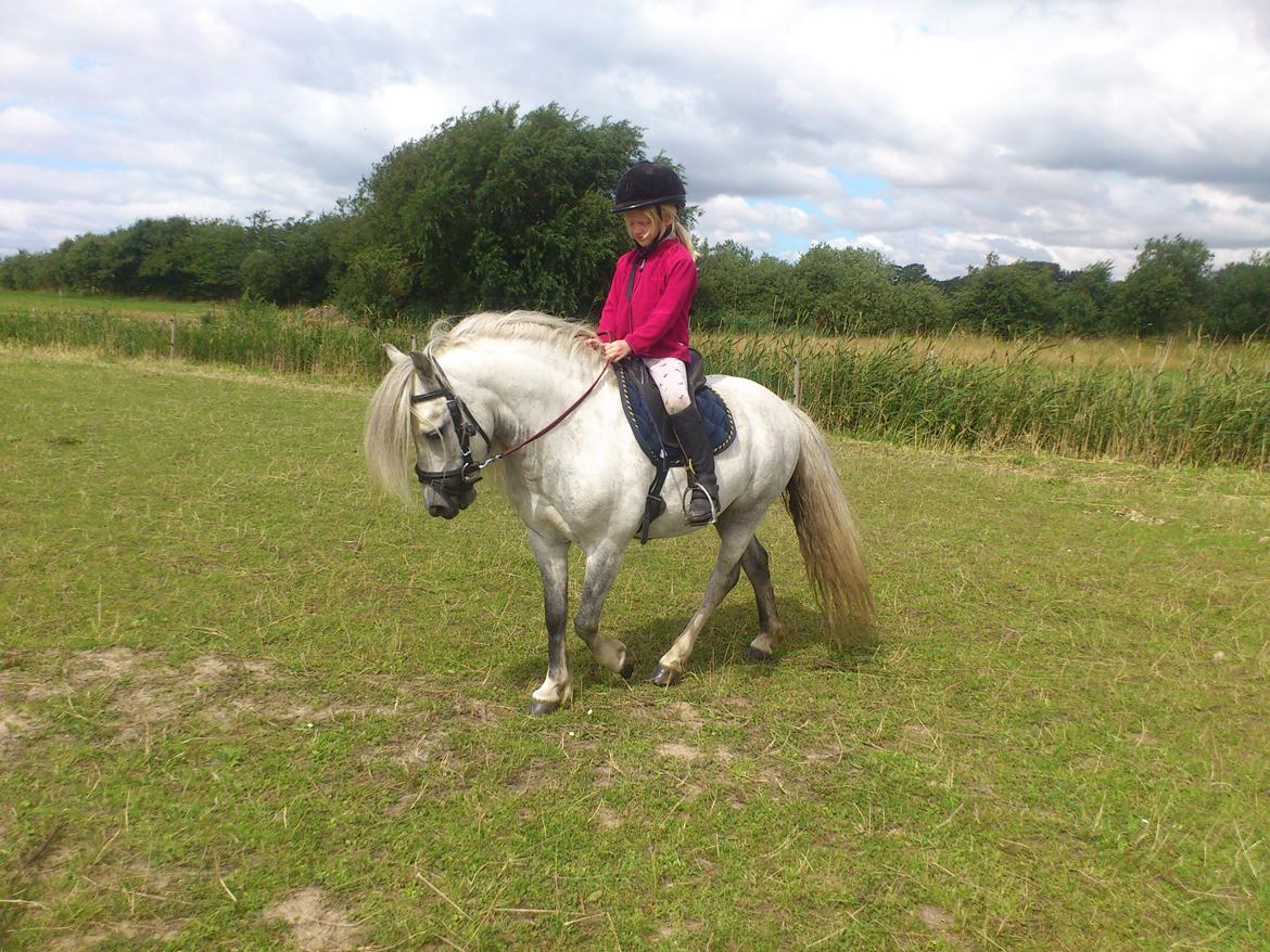 Welsh Mountain (sec A) Prins Valentin (Lille Gut) - Kira og Valle hygger.. billede 22