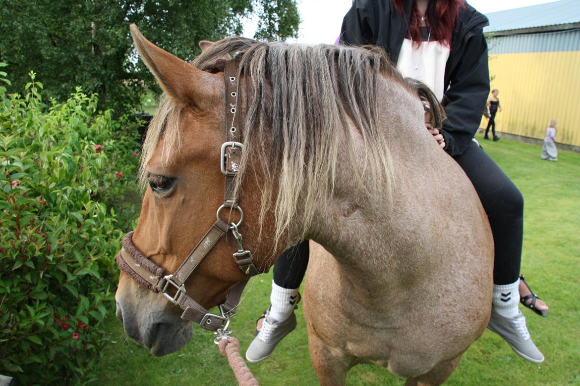 Anden særlig race Baliey [Himmelhest] - Det her er det smukkeste pony hoved i verden !<3 billede 7