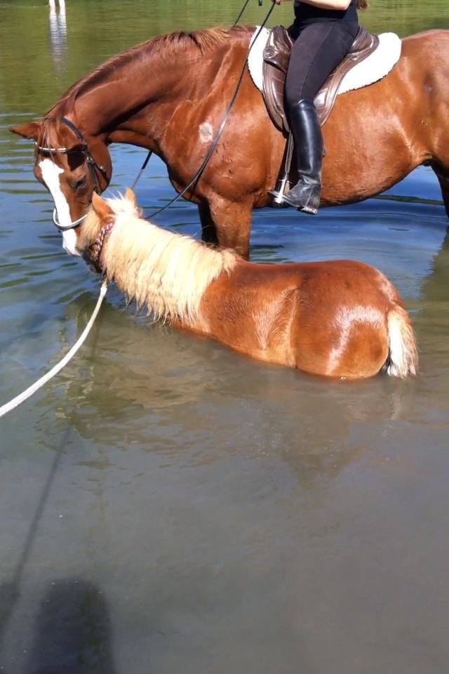 Shetlænder Rosie aka lynet mcqueen xD (min egen) - Rosie ude og bade med hendes kæreste som er 95 cm højere :) billede 14
