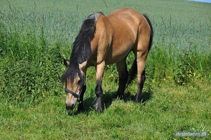 Anden særlig race Ofelia<3 - på mark<3
(foto Amanda) billede 12