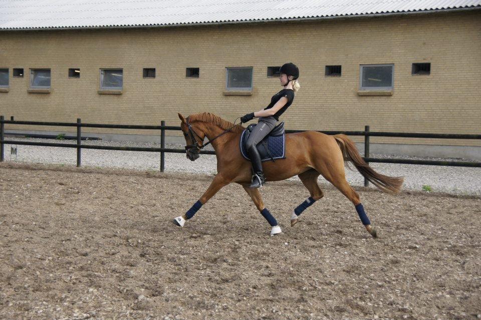 Tysk Sportspony Dimentjiva B-pony billede 2