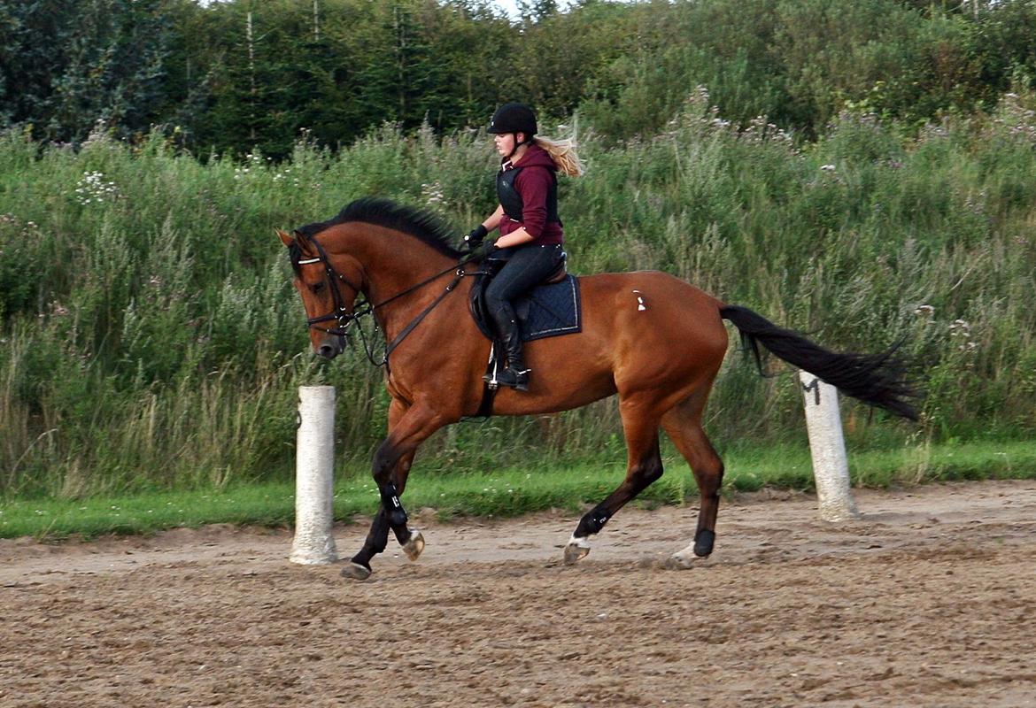 Dansk Varmblod - Lacoste [HIMMEL HEST] - 9) billede 9