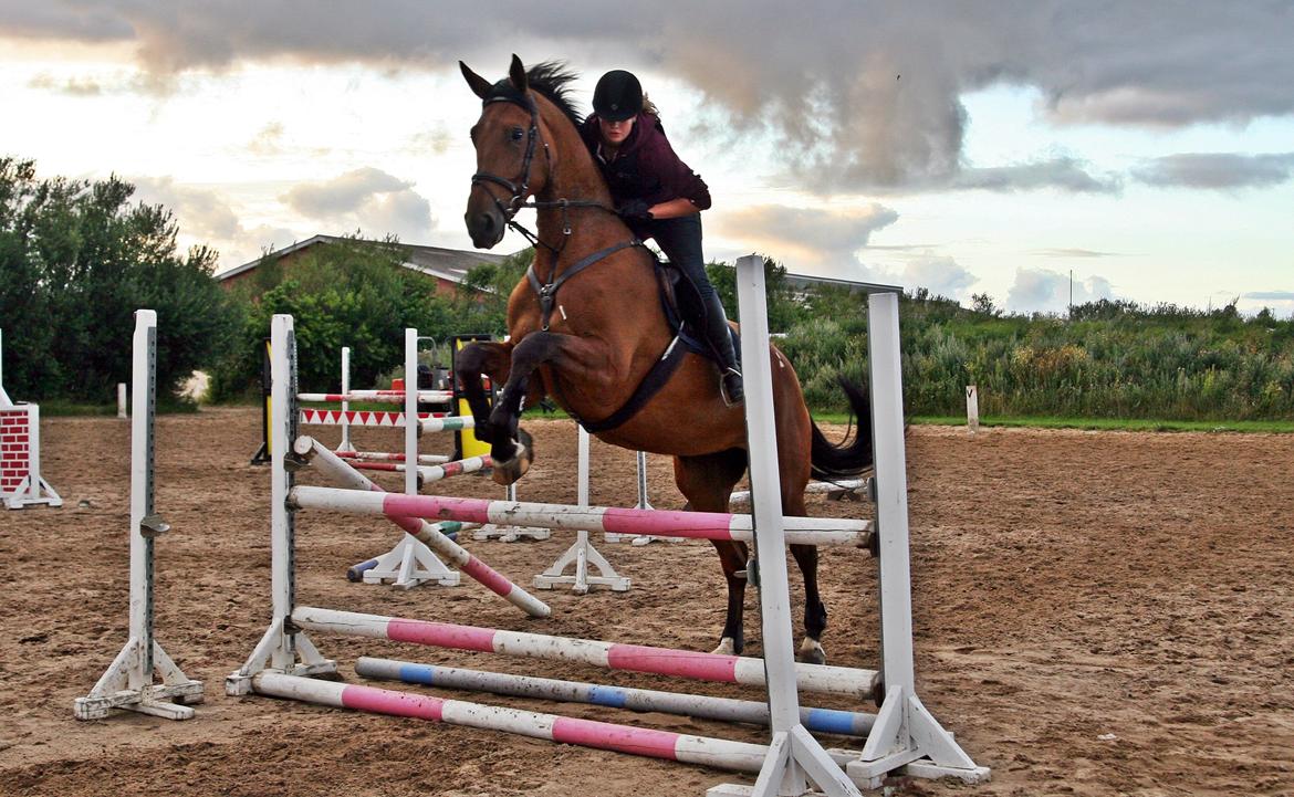 Dansk Varmblod - Lacoste [HIMMEL HEST] - 15) billede 15