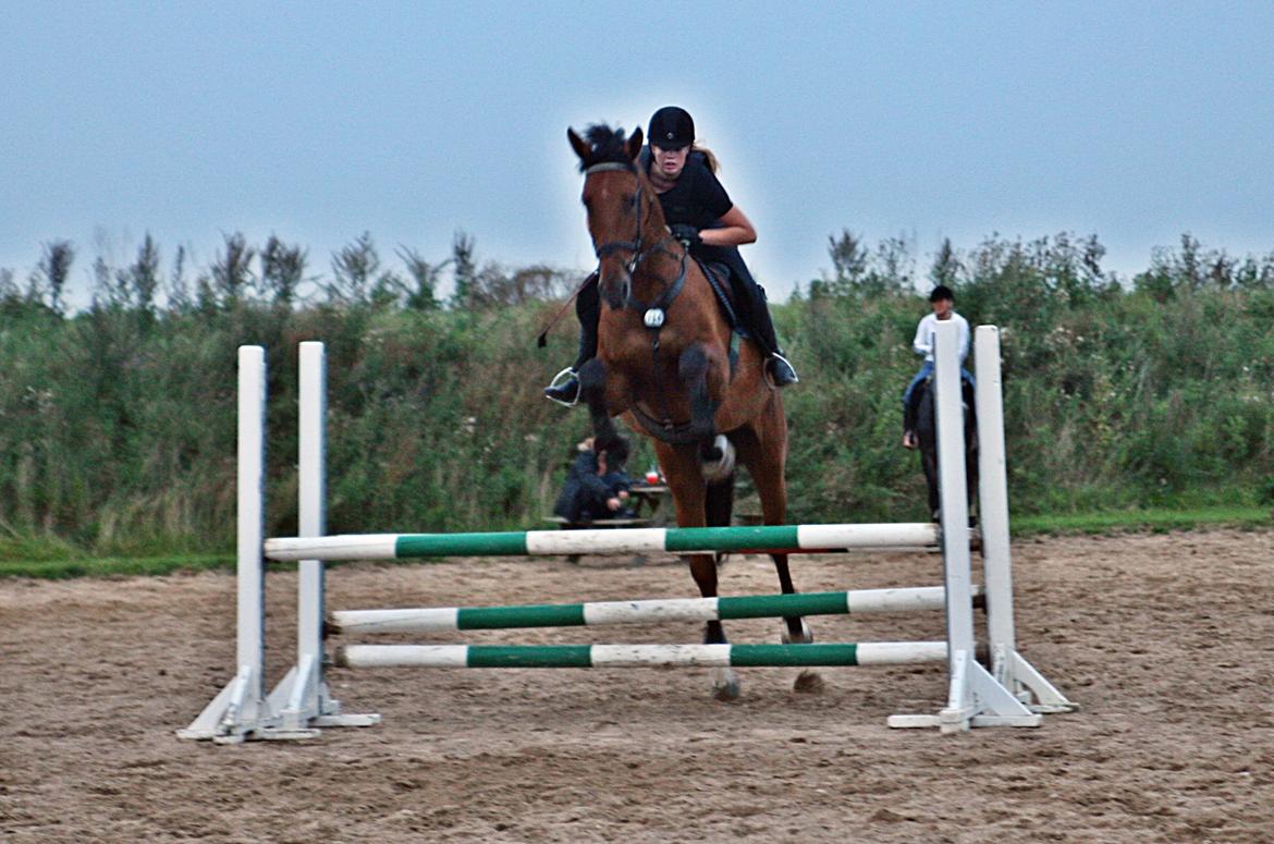 Dansk Varmblod - Lacoste [HIMMEL HEST] - 6) billede 6