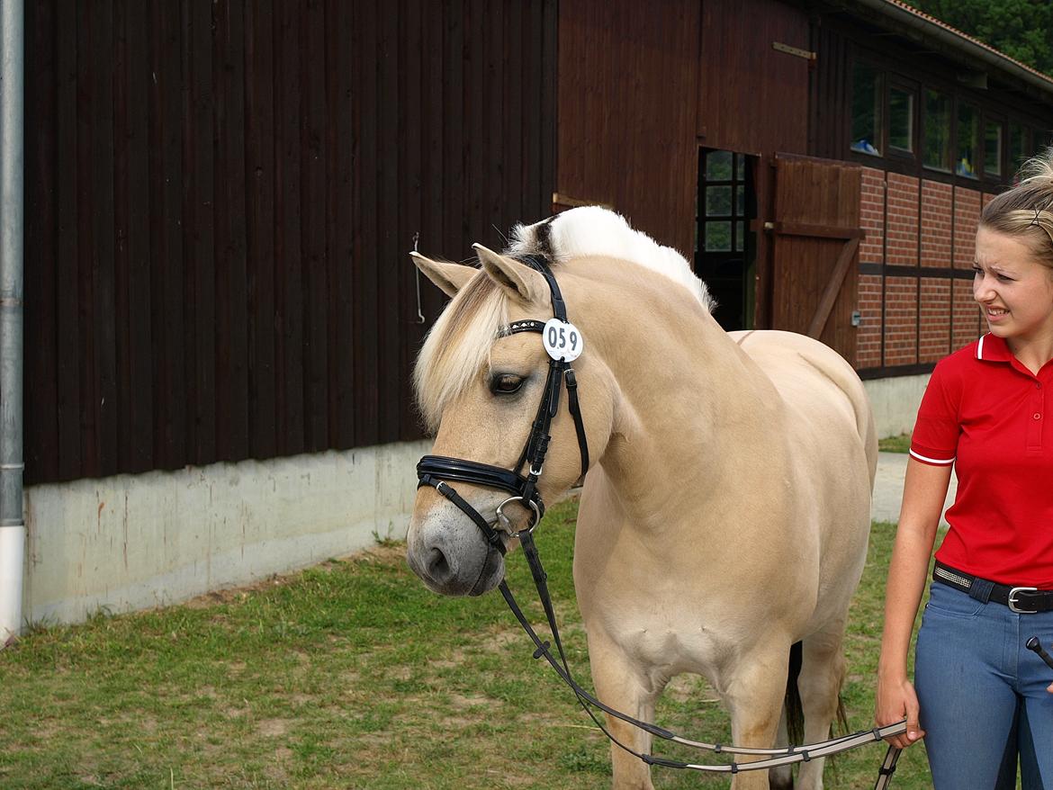 Fjordhest Lucas Kaptain(SOLGT) - Inden vet-tjek til EM 2012!!<3 billede 16