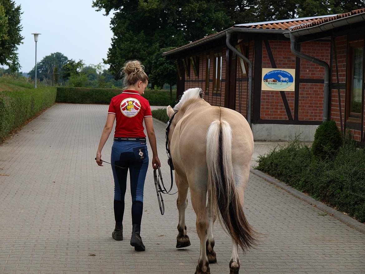 Fjordhest Lucas Kaptain(SOLGT) - Når enden er god, er alting godt! EM 2012!! billede 3