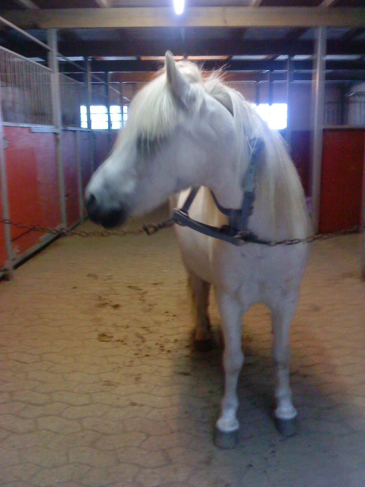 Anden særlig race Prins <3 - Ude på stald gangen ;) billede 6