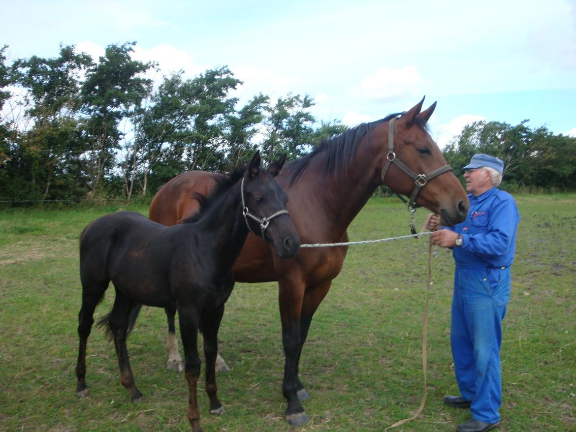 Oldenborg Smilla Af Sulsted - Smilla som føl med mor Madonna af Sulsted og avler Peder Dahl billede 3