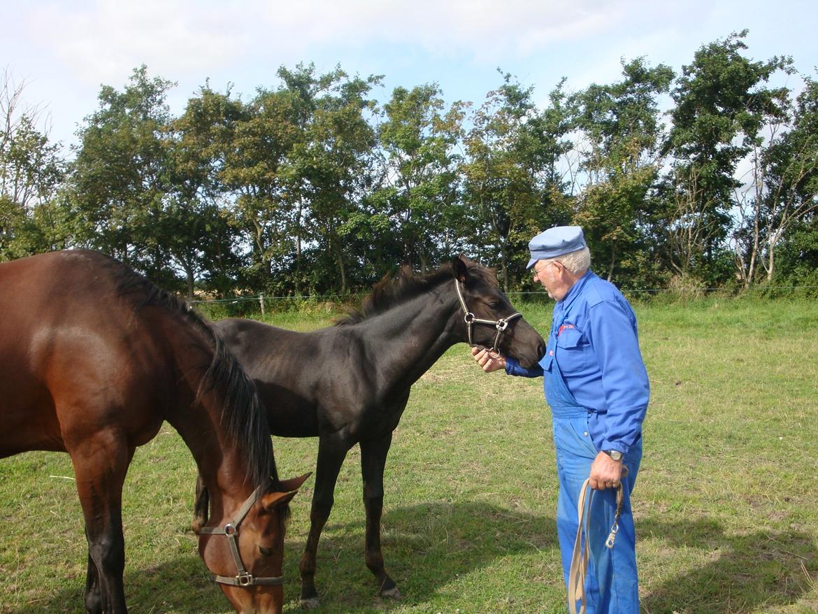 Oldenborg Smilla Af Sulsted - Smilla som føl sammen med mor Madonna af Sulsted og avler Peder Dahl billede 4