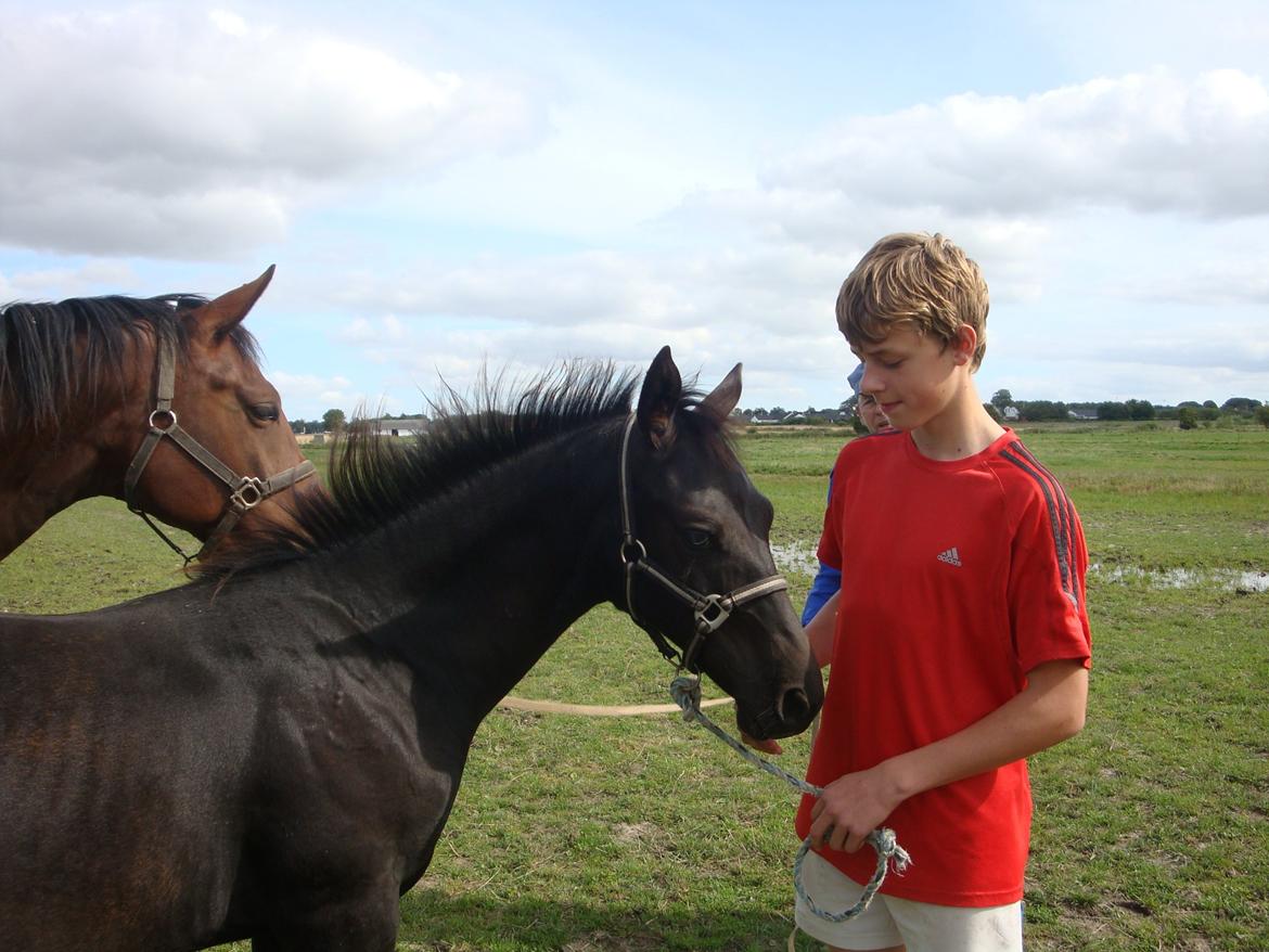 Oldenborg Smilla Af Sulsted - Smilla som føl hos avler billede 6