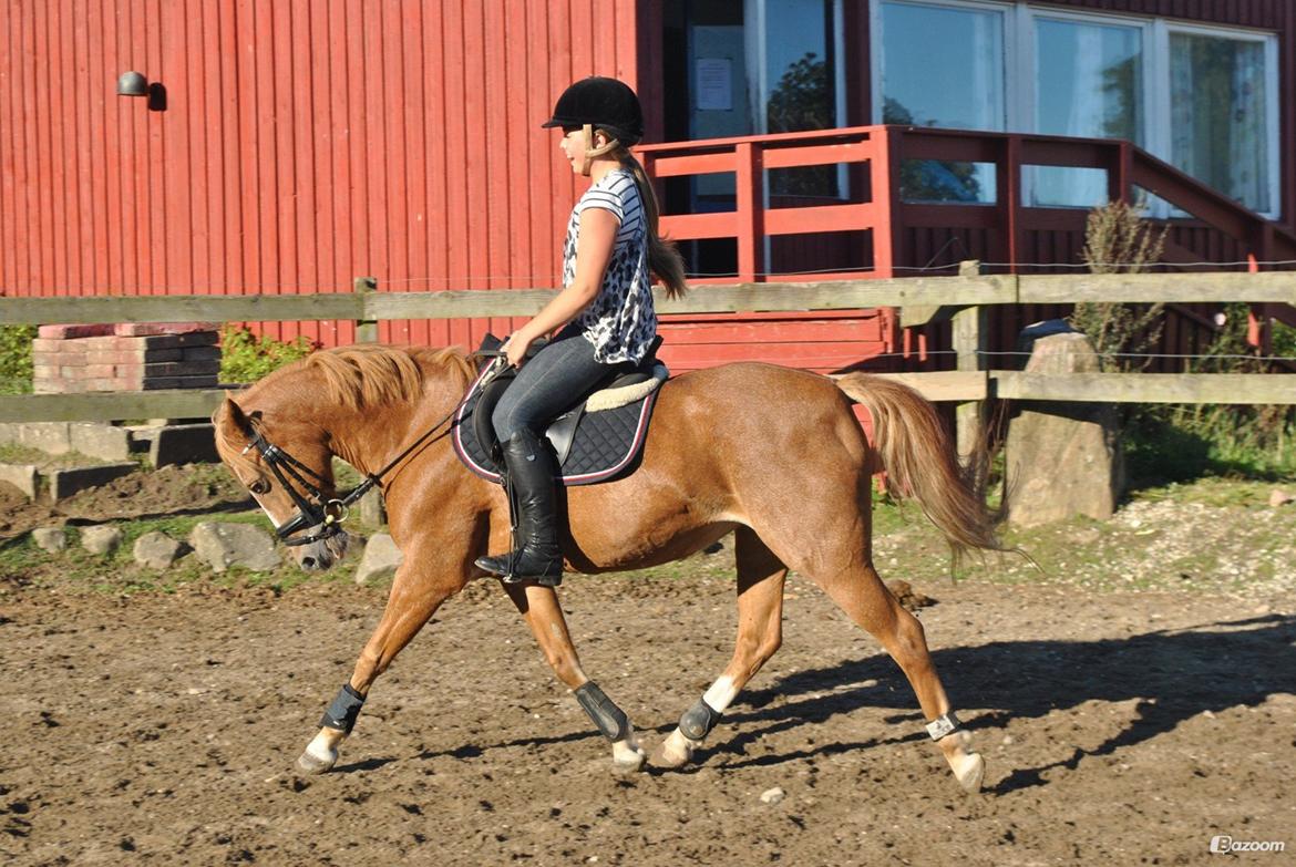 New Forest Super Mulle<3<3<3 - Du sku blevet sååå god! billede 17