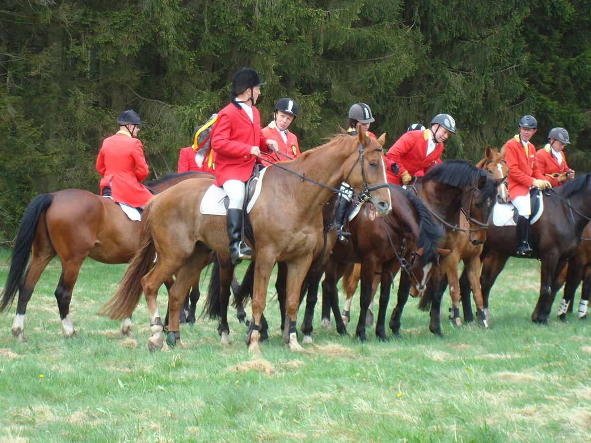 Dansk Varmblod Cést la vie billede 9