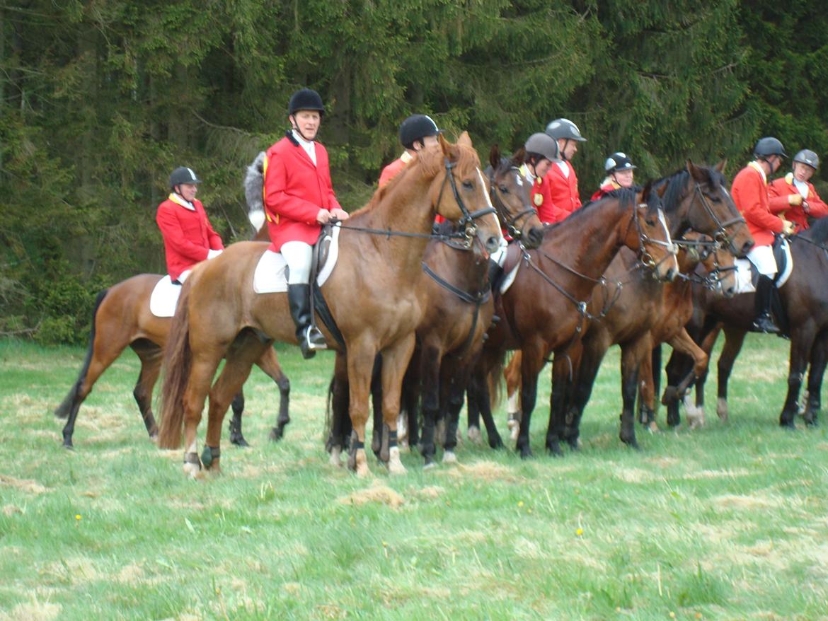 Dansk Varmblod Cést la vie billede 10