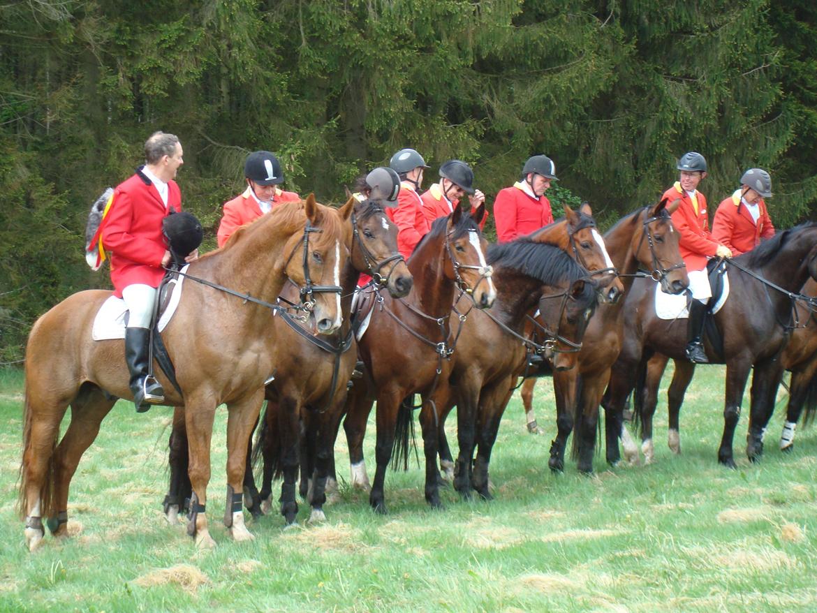 Dansk Varmblod Cést la vie billede 11