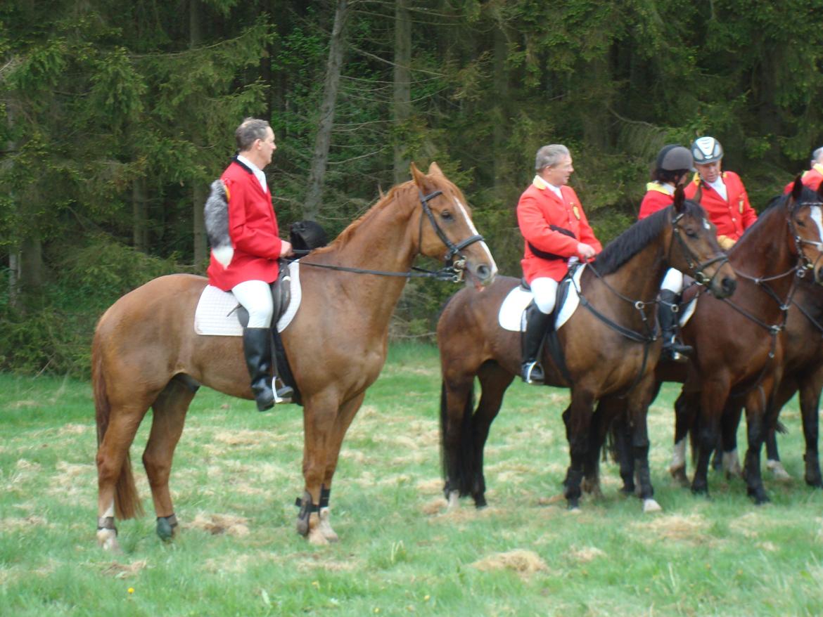 Dansk Varmblod Cést la vie billede 12