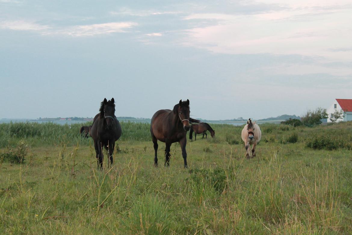 Oldenborg Smilla Af Sulsted billede 7