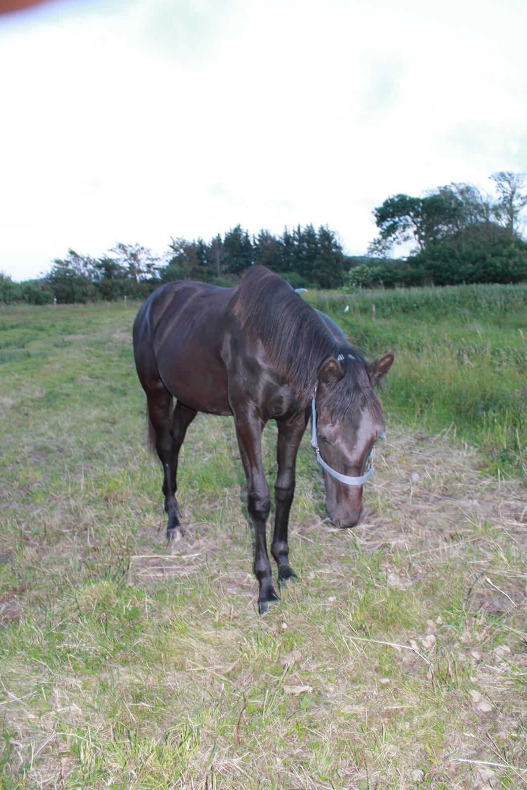 Oldenborg Smilla Af Sulsted billede 8