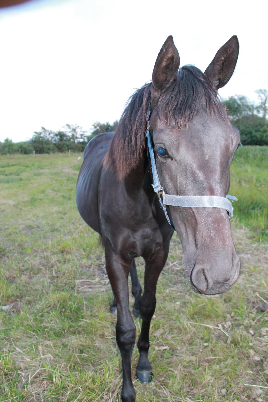 Oldenborg Smilla Af Sulsted billede 9