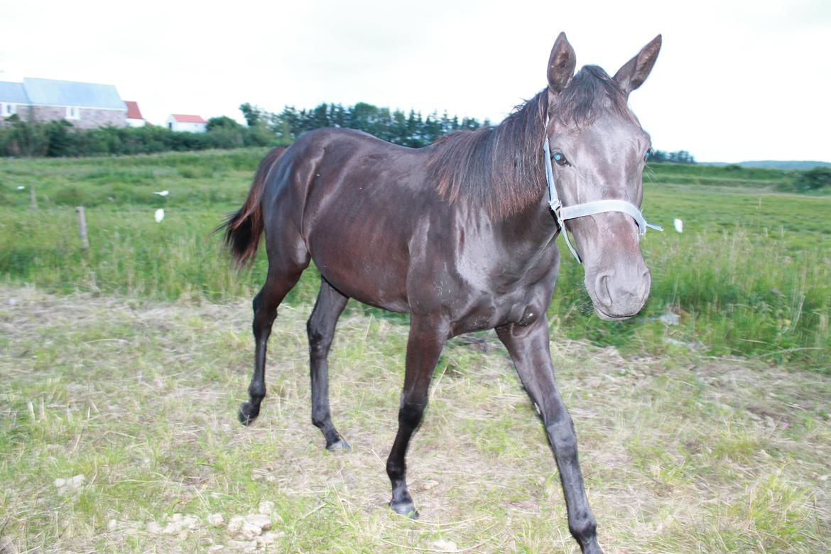 Oldenborg Smilla Af Sulsted billede 10