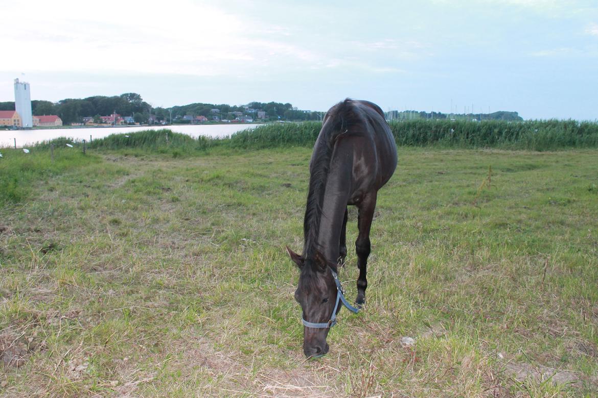 Oldenborg Smilla Af Sulsted billede 11