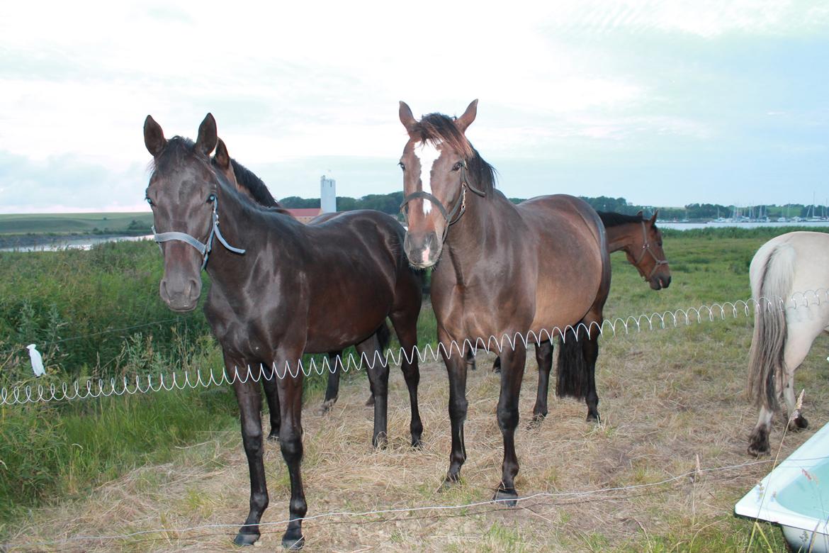 Oldenborg Smilla Af Sulsted billede 12