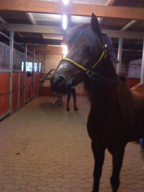 Anden særlig race Ginger <3 - Ginger <3<3 billede 1