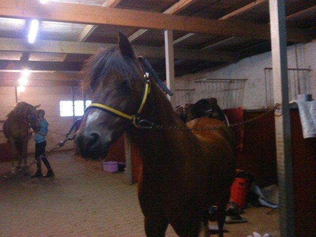 Anden særlig race Ginger <3 - smukke Ginger ;) billede 2